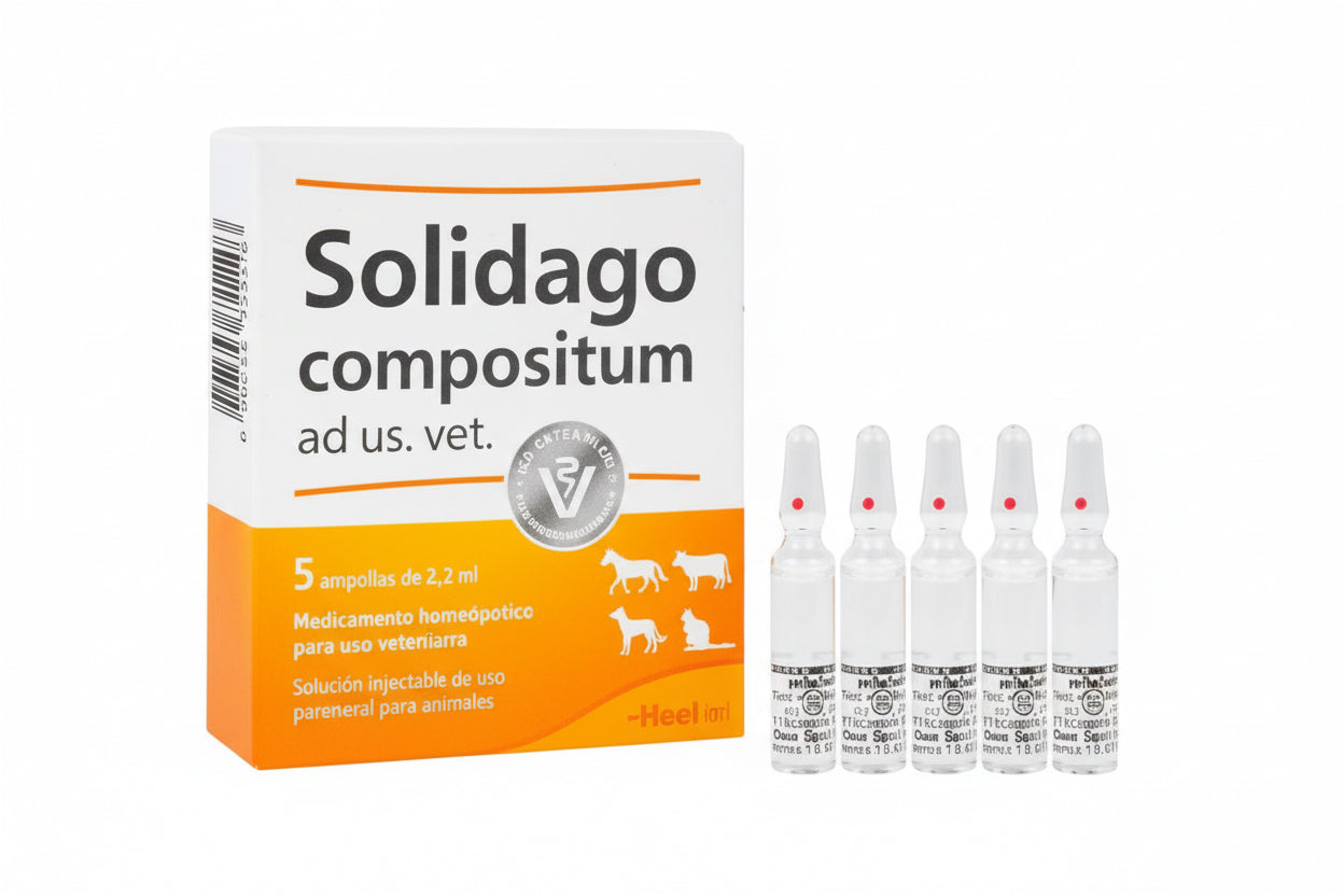 Solidago (x 5 ampollas)